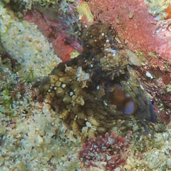 Hubb's Octopus (Octopus hubbsorum)