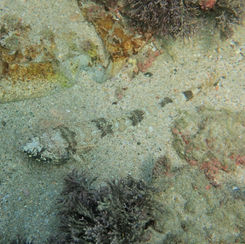 Sauro Lizardfish (Synodus lacertinus)