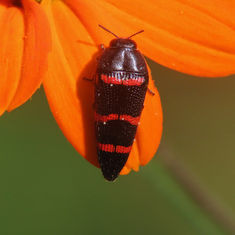 Acmaeodera trizonalis