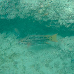 Mexican Hogfish (Bodianus diplotaenia)