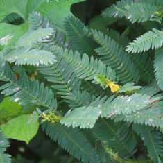 Sensitive Pea (Chamaecrista nictitans)