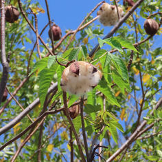 Buttercup Tree Fruit