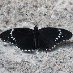 Simple Patch (Chlosyne hippodrome)