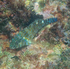 Giant Hawkfish (Cirrhitus rivulatus)