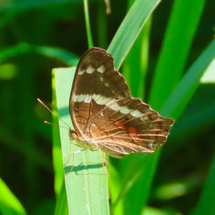 Banded Peacock (Anartia fatima ssp. colima)