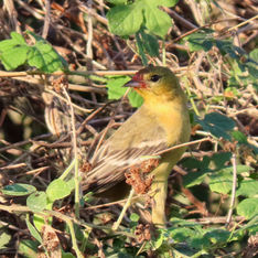 Streak-backed Oriole (Icterus pustulatus)