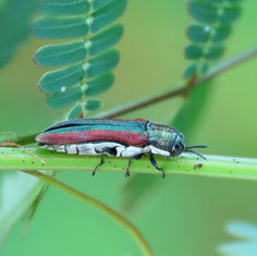Agrilus rubrovittatus