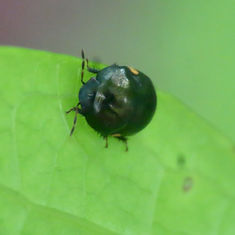 Ebony Bugs (Genus Galgupha)