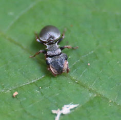 Turtle Ant (Cephalotes minutus)