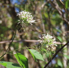Pom Pom Orchid Tree (Bauhinia divaricata)