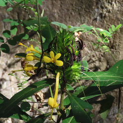 Barleria oenotheroides
