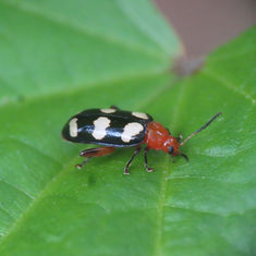 Disonycha trifasciata