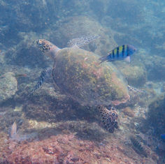 Hawksbill Sea Turtle (Eretmochelys imbricata)