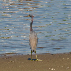 Tricoloured Heron (Egretta tricolor)
