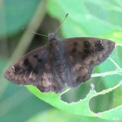 Purplish-tufted Skipper (Nisoniades bromias)