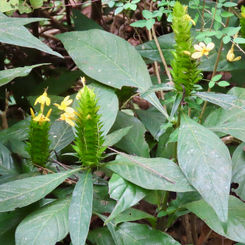 Barleria oenotheroides