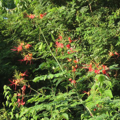 Peacock Flower (Caesalpinia pulcherrima)