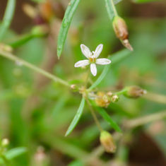 Green Carpetweed (Mollugo verticillata)