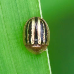 Two-banded Tortoise Beetle (Agroiconota bivittata)