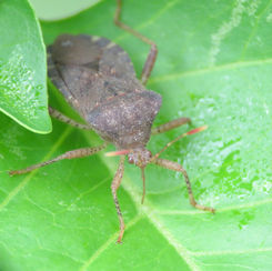 Anasa scorbutica - Squash Bug