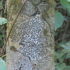 Unknown Lichen