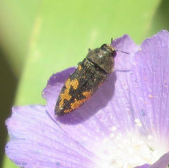 Acmaeodera setosa