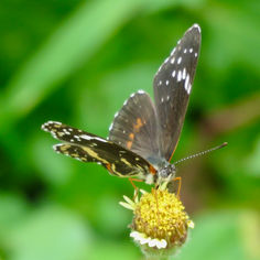 Bordered Patch (Chlosyne lacinia)
