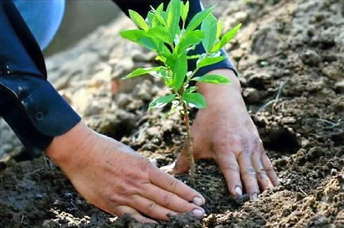 Reforestacion_infodiez_edited.jpg