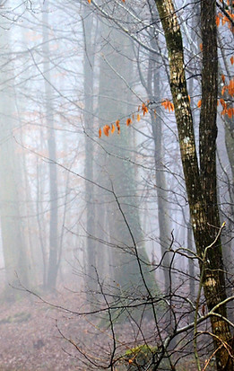 Trees in the woods while hiding