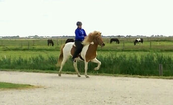 Ruitercoach, angst ruiters en meer