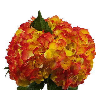 tinted naranja_adobespark (2).png
