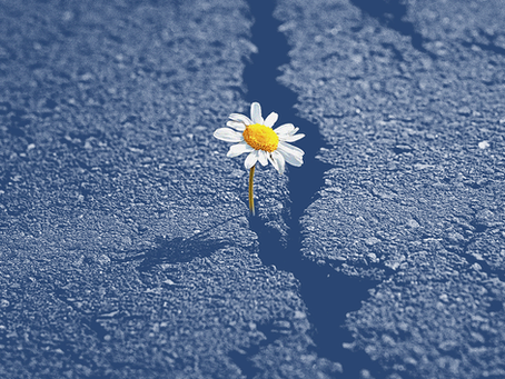 The Illusion of Hope: Why True Healing Requires Becoming "Hope-less"