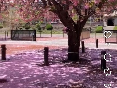 【桜の季節】伊参オートキャンプ場｜春のご予約スタート間近です！