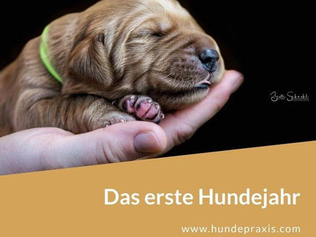 Das erste Jahr des Hundes – Teil 49