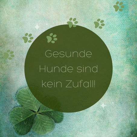 Gesunde Hunde sind kein Zufall - 2