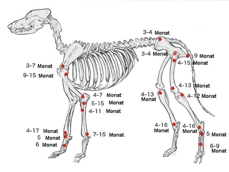 So lange wächst dein Hund!