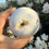 Thumbnail: Snow White Druzy Agate Sphere – 75mm