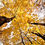 Thumbnail: Maple Leaves