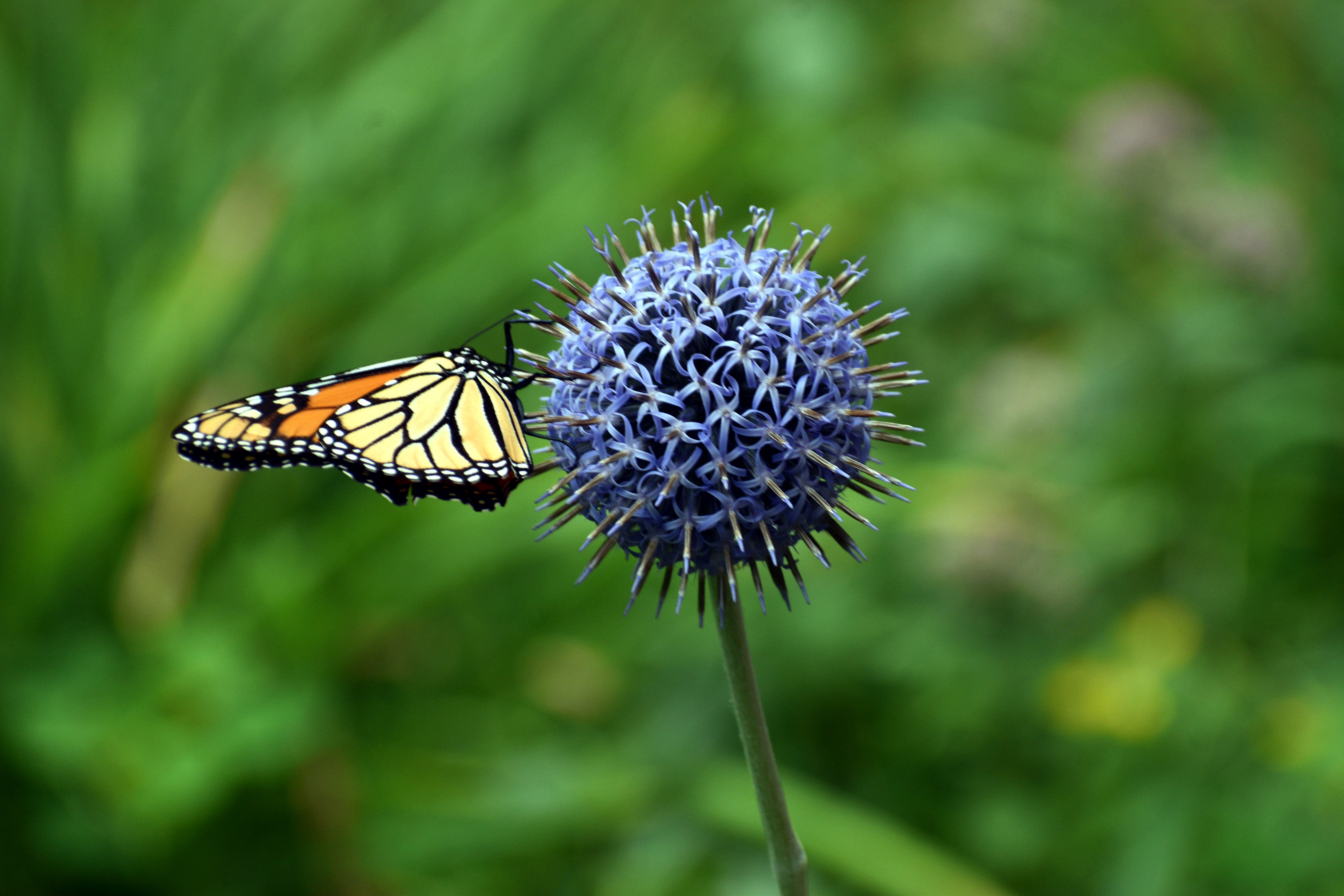 Butterfly & Thistle