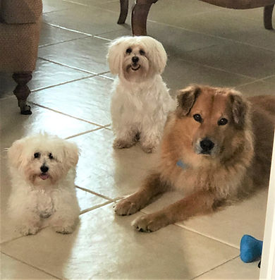 file-7PUPS.jpeg
