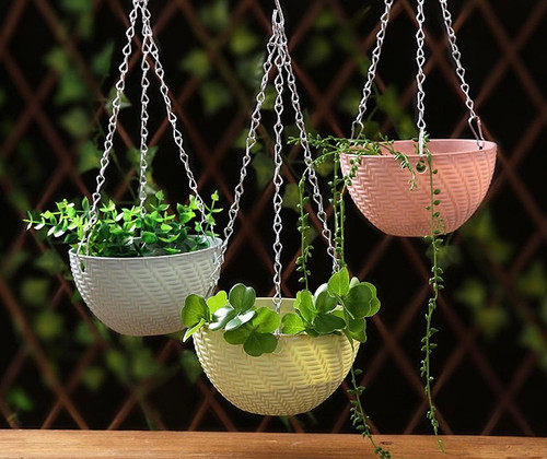 money tree pen Money Tree  Fragrance Plants and Flowers