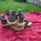 Thumbnail: Paw prints mischief elephant figure