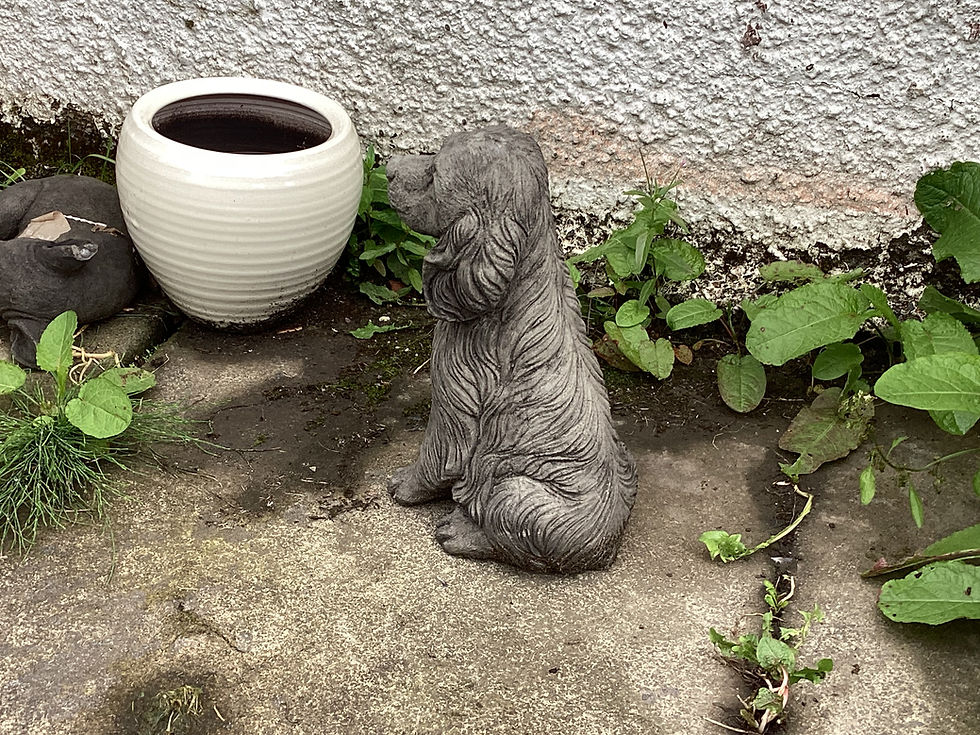 Thumbnail: Stone Garden Spaniel Puppy