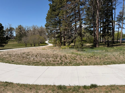 Leafy spurge at Lions Park