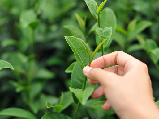 Where Did Tea Come From?