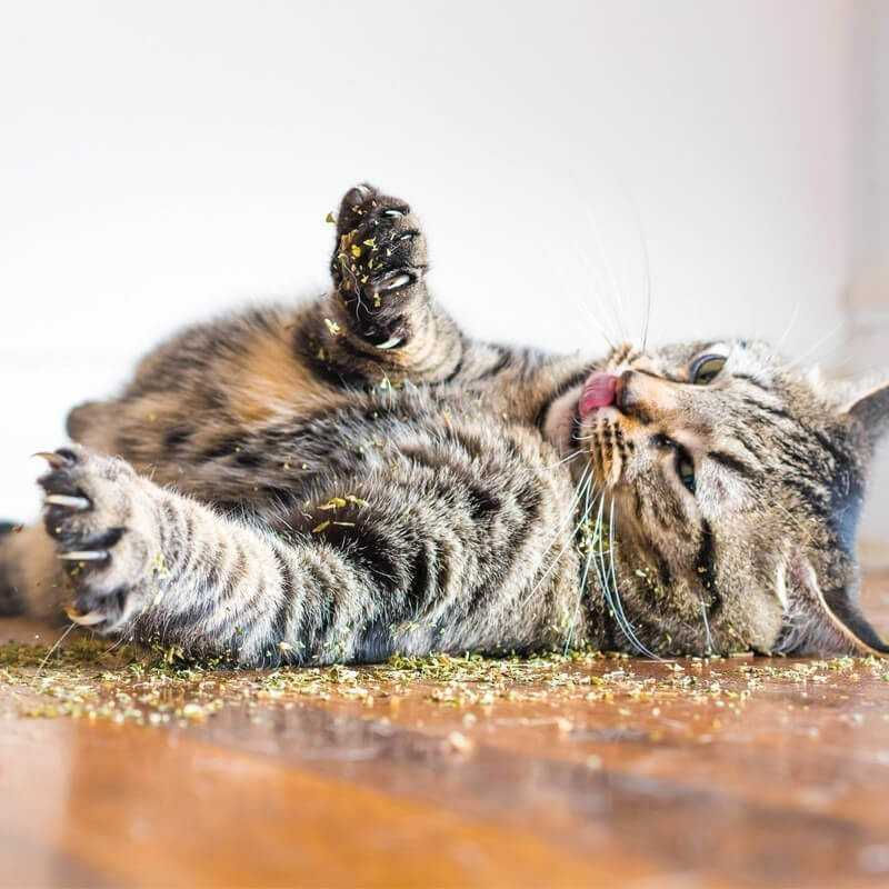Miniatura: Bioline Hojas de Catnip Hierba Gatera