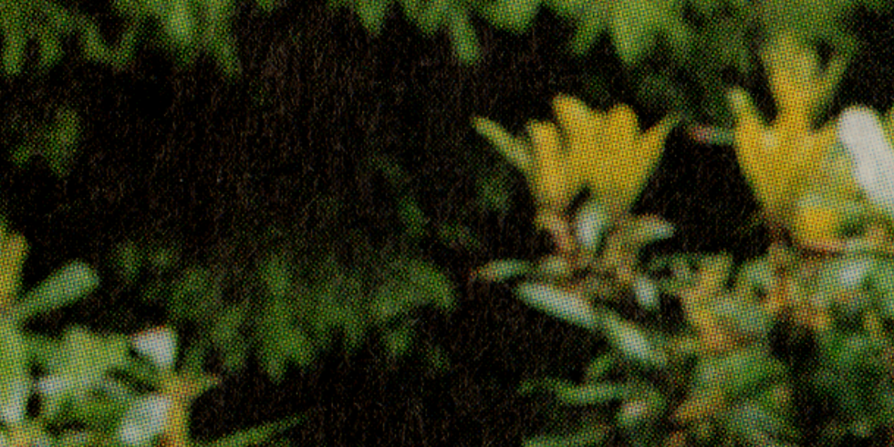 BANNER - HOTMART (1).png