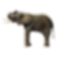 elefante sustentabilidade subversiva