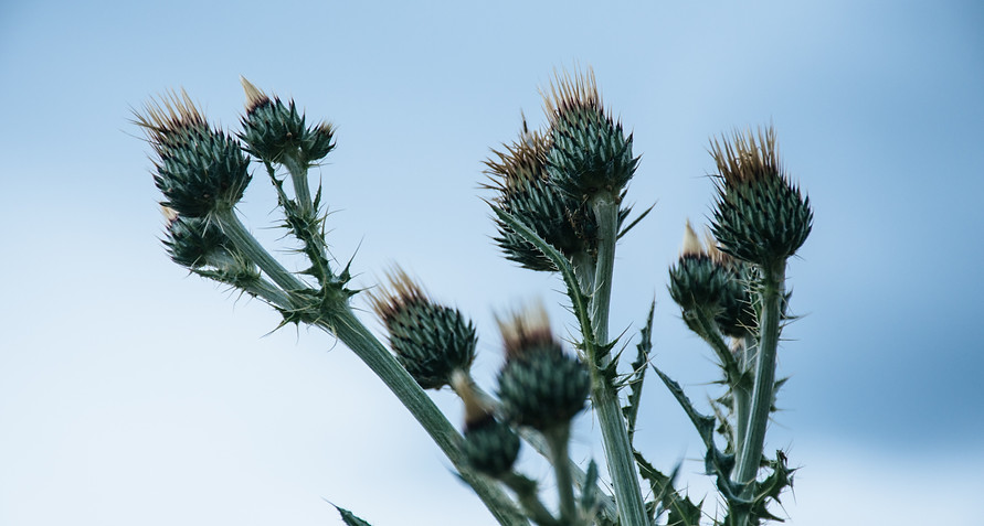 blue-sky-botanical-cacti-1101111.jpg