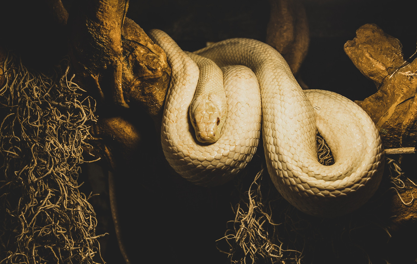 animal-animal-photography-close-up-11081